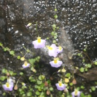 Utricularia striatula Sm.